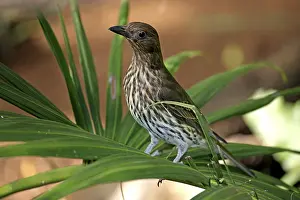 Timor Figbird (Sphecotheres viridis)
