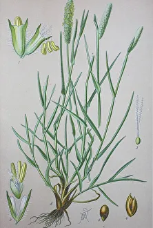 Timothy-grass (Phleum pratense)