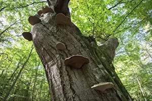 Tinder fungus (Fomes fomentarius)