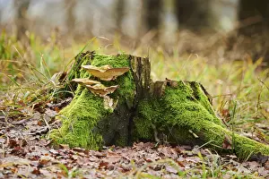 Category Forests Prints: Tinder fungus (Fomes fomentarius) growing an a tree trunk