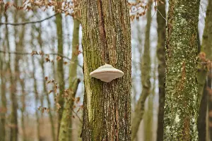 Tinder fungus (Fomes fomentarius) growing an a tree trunk
