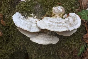 Tinder fungus (Fomes fomentarius) on a mossy tree trunk