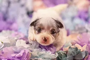 Tiny chihuahua puppy resting on soft pastel flowers in studio