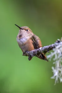 A tiny male Rufous Hummingbird (Selasphorus rufus) perching on the end of a branch covered in lichens