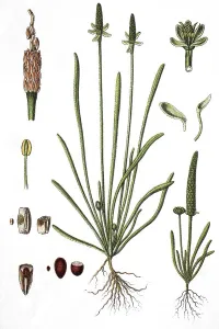 Tiny mousetail (Myosurus minimus)