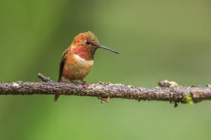 A tiny Rufous Hummingbird (Selasphorus rufus) sitting on a tree branch with a soft green background