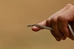 Tiny Spirit ground snake crawls over the index finger and hand of a man against ocher background