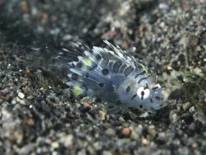 A tiny zebra lionfish (Dendrochirus zebra) juvenile in the sand