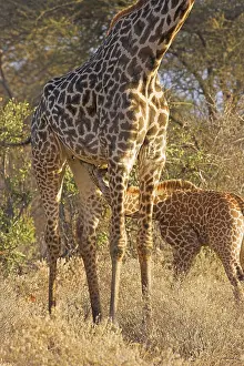 Tippelskirchii, massaigiraffe, massaigiraffes (Giraffa camelopardalis)