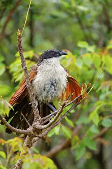 Tiputip, White-browed Coucal, (Burchells Coucal)