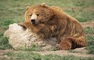 Tired brown bear or grizzly resting on a rock