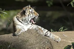 A tired tiger young yawns while resting on a tree trunk