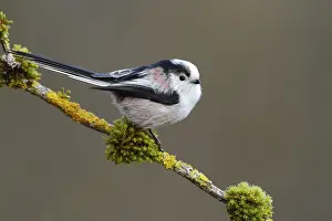Tit, Aegithalos caudatus, sitting on a branch