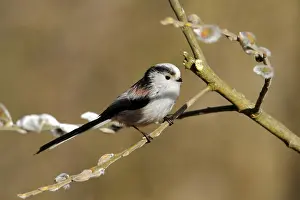 Tit, Aegithalos caudatus, sitting on a willow branch