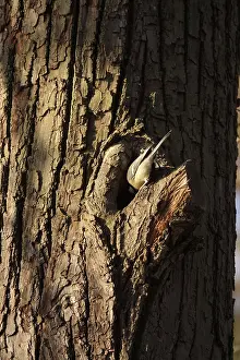 Tit examining a tree cave, winter, Germany