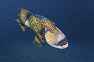 Titan triggerfish (Balistoides viridescens)