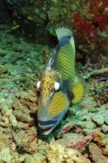 Titan triggerfish (Balistoides viridescens) bites coral rock
