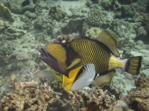 Titan Triggerfish, Giant Triggerfish or Moustache Triggerfish (Balistoides viridescens)