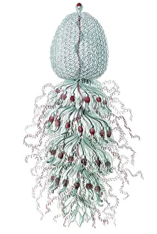 Titel Siphonophorae scyphozoans jellyfish Desctiption Siphonophorae / Staatsquallen