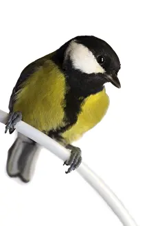 Titmouse bird isolated on white