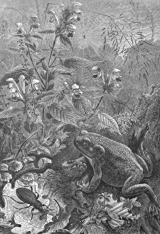 Toad, Bufo bufo, hunting for insects