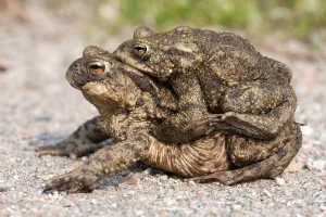 Toad migration, Common toads (Bufo bufo)
