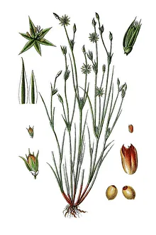 Toad rush (Juncus bufonius), medicinal plant