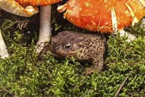 Toad is sitting on amanita in a forest