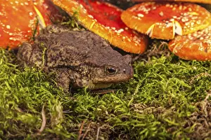 Toad is sitting on amanita in a forest