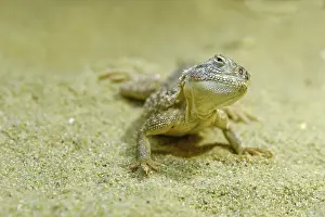 Toadhead Agama (Phrynocephalus sp)