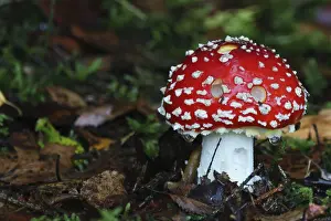 Toadstool, Amanita muscaria, grows in deciduous and coniferous forests