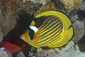 Tobacco butterflyfish (Chaetodon fasciatus)