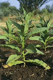 Tobacco crop