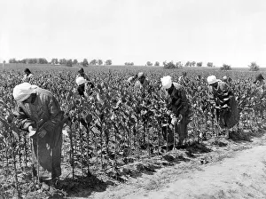 Tobacco harvest ca. 1930, exact place unknown