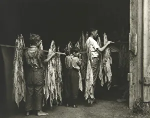 Tobacco Workers, Workers hanging tobacco leaves to dry on a line
