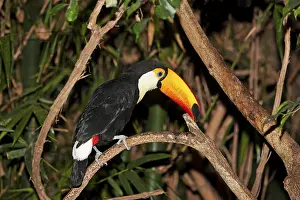 Toco Toucan (ramphastos toco), Adult standing on Branch