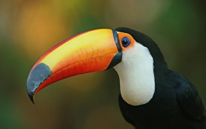 Toco toucan (Ramphastos toco), animal portrait