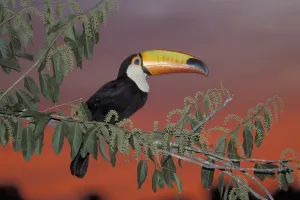 Toco Toucan (Ramphastos toco) perched on a tree