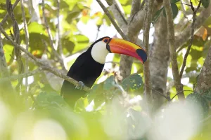 Toco Toucan (Ramphastos toco), sitting in tree