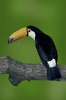 Toco toucan (Ramphastos toco) (toucans) (bird) (birds) (birds) (south america) (animals) (animals) (branch) (outside)