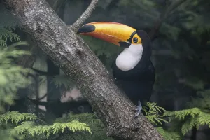 Toco toucan (Ramphastos toco), Vogelpark Walsrode