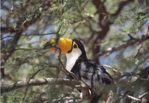 Tocu toucan (Ramphastos toco) Gran Chaco