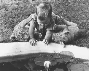 Toddler plays with baby lions in the garden