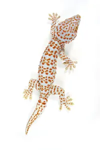 Tokay Gecko (Gecko Gecko) adult