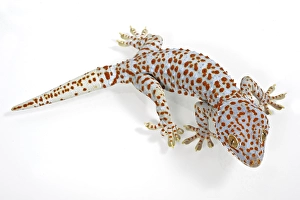Tokay Gecko (Gekko gecko), adult
