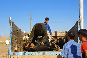 Tolkutscha bazaar, sheep and goats on trucks