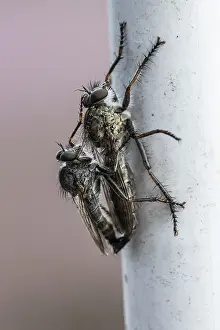 Tolmerus atricapillus (Tolmerus atricapillus)