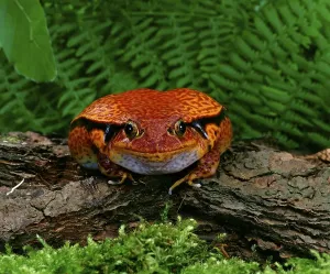 Tomato frog (Dyscophus antongilii)