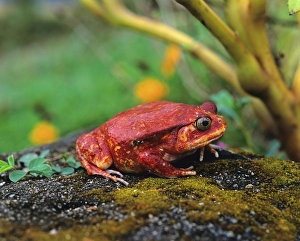 Tomato frog (Dyscophus antongilii)