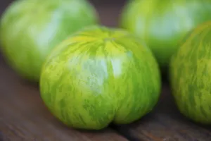 Tomato, green and red tomatoes (Solanum lycopersicum)